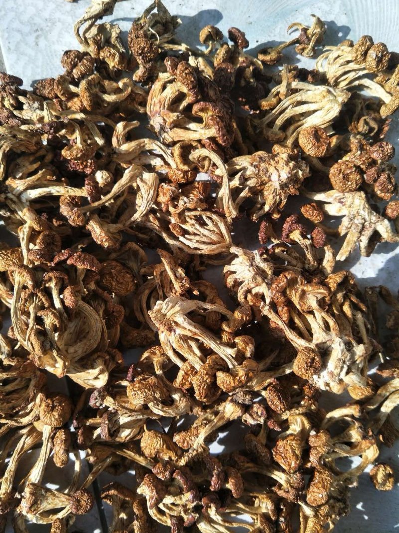 滑子菇