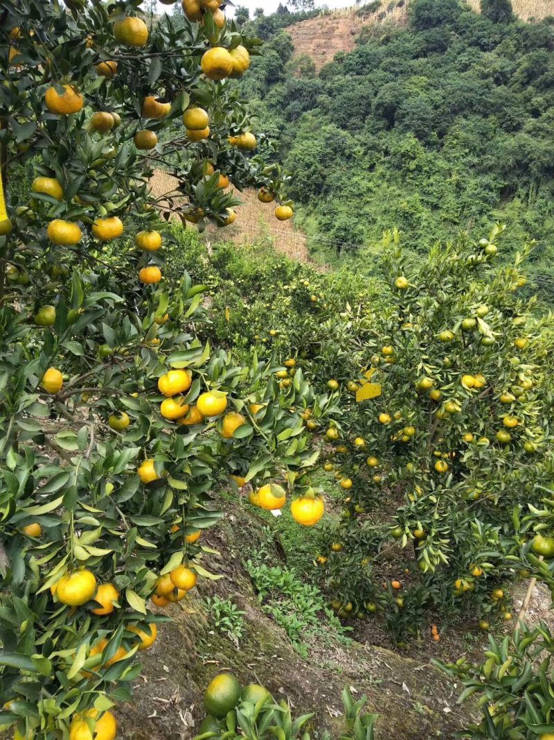 来电骚扰