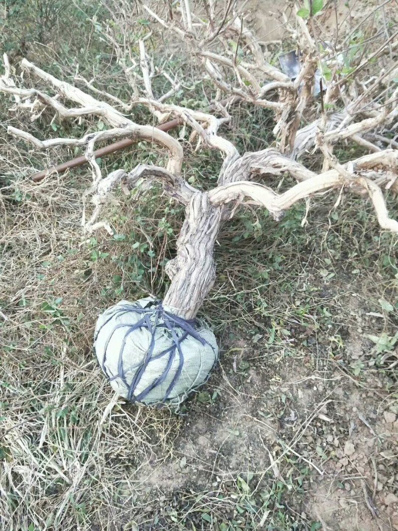 金银花树