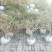 金银花树
