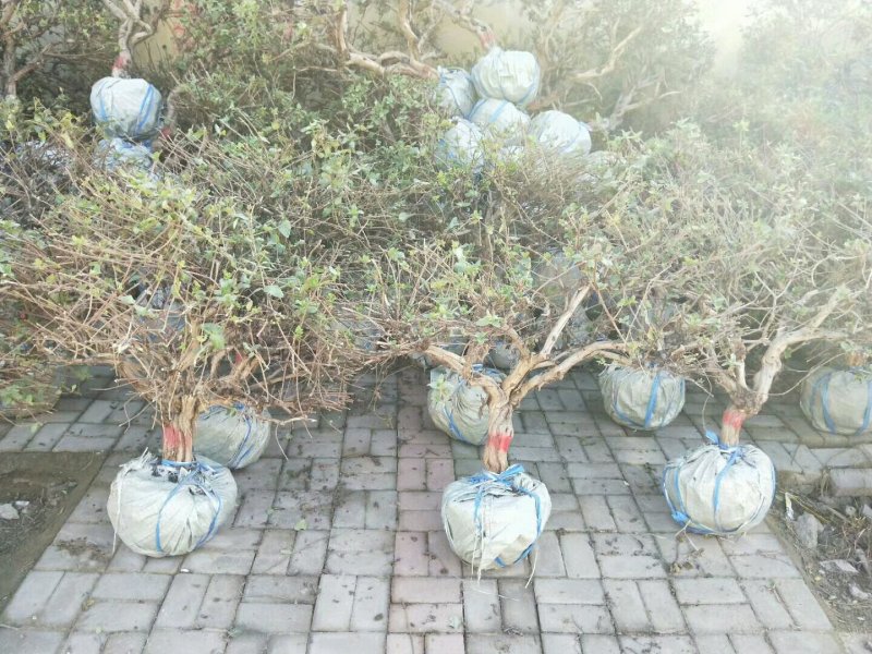 金银花树