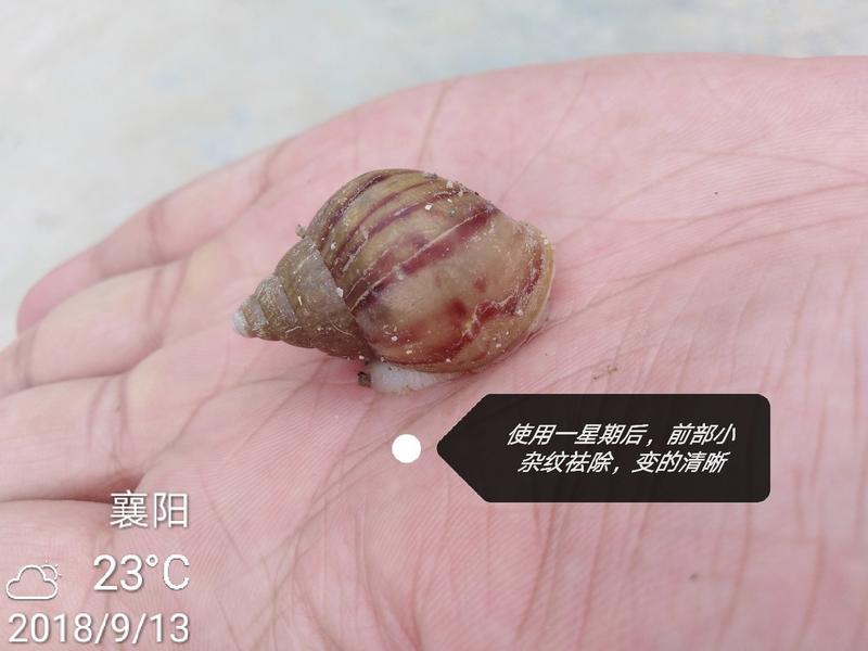蜗牛微量钙土(500克/袋)