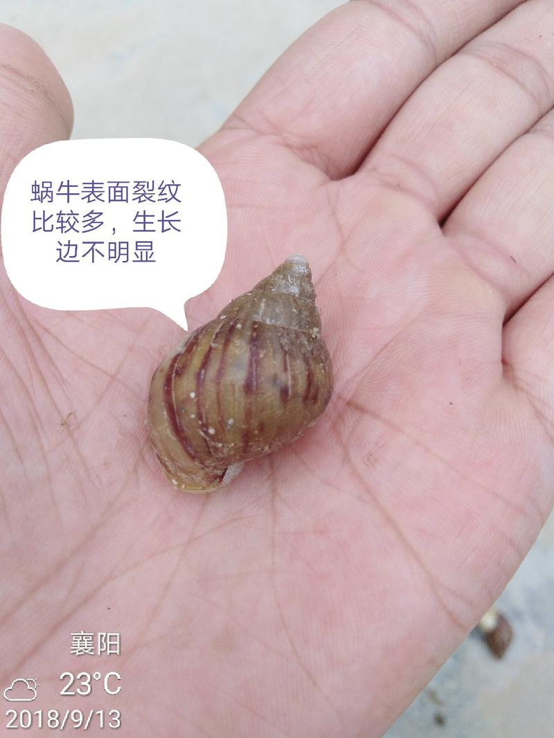 蜗牛微量钙土(500克/袋)