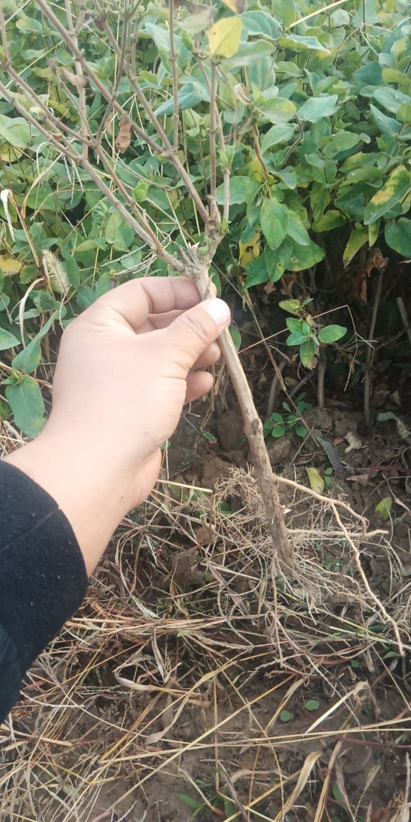 金银花苗。