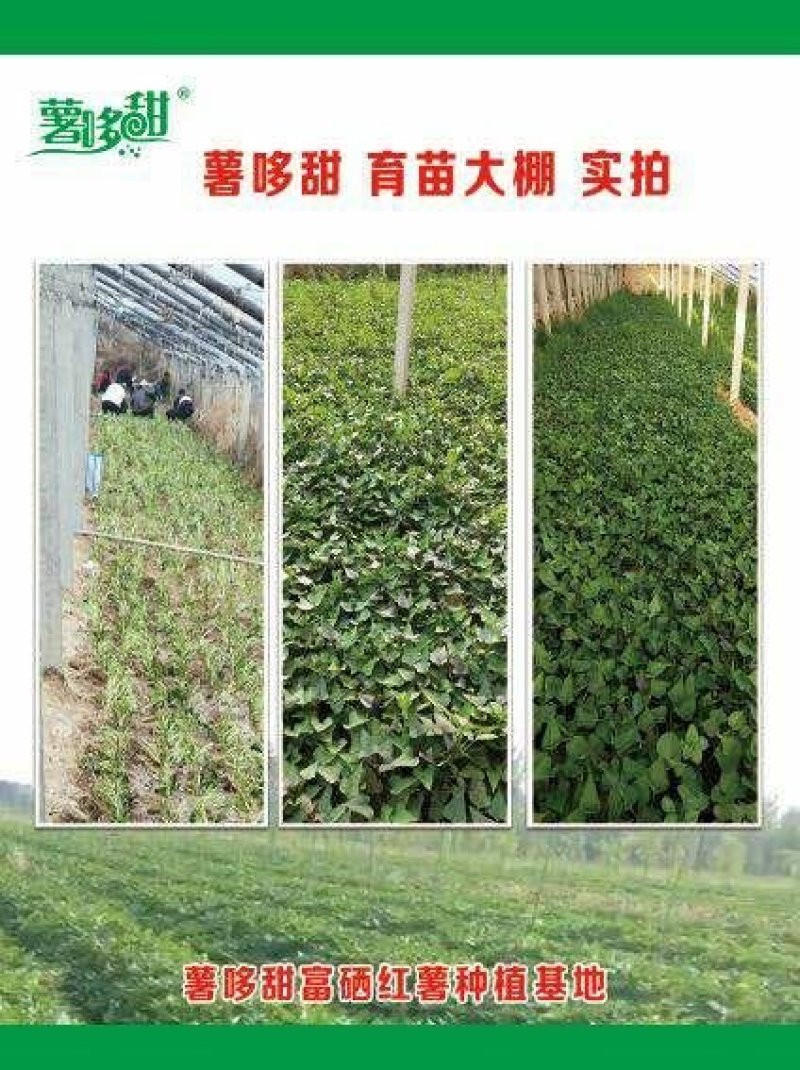 红薯西瓜红规格三两到一斤以糖化好