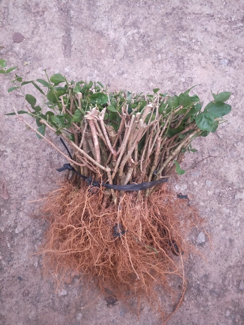 广西茉莉花苗1～4年，大量出售