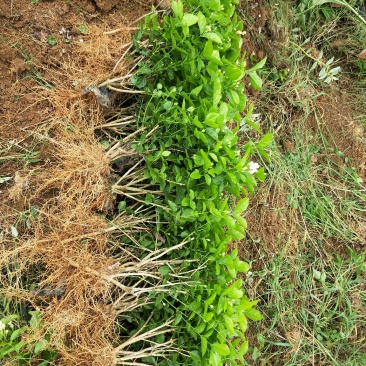 广西茉莉花苗1～4年，大量出售