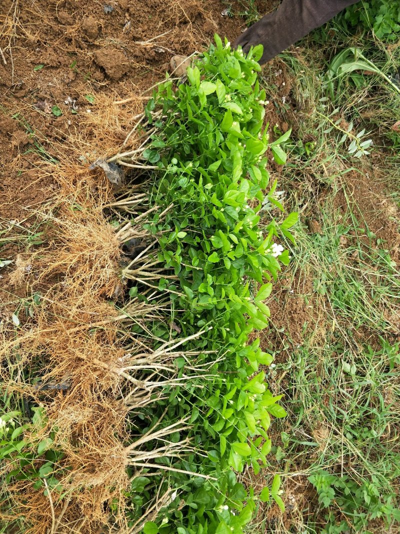 广西茉莉花苗1～4年，大量出售