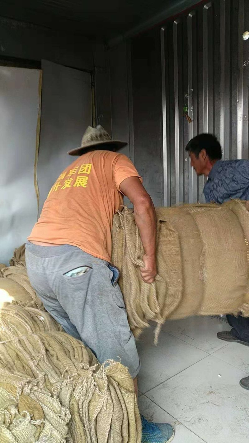 辣椒出口麻袋包树麻袋片土豆麻袋马铃薯麻袋大蒜麻袋