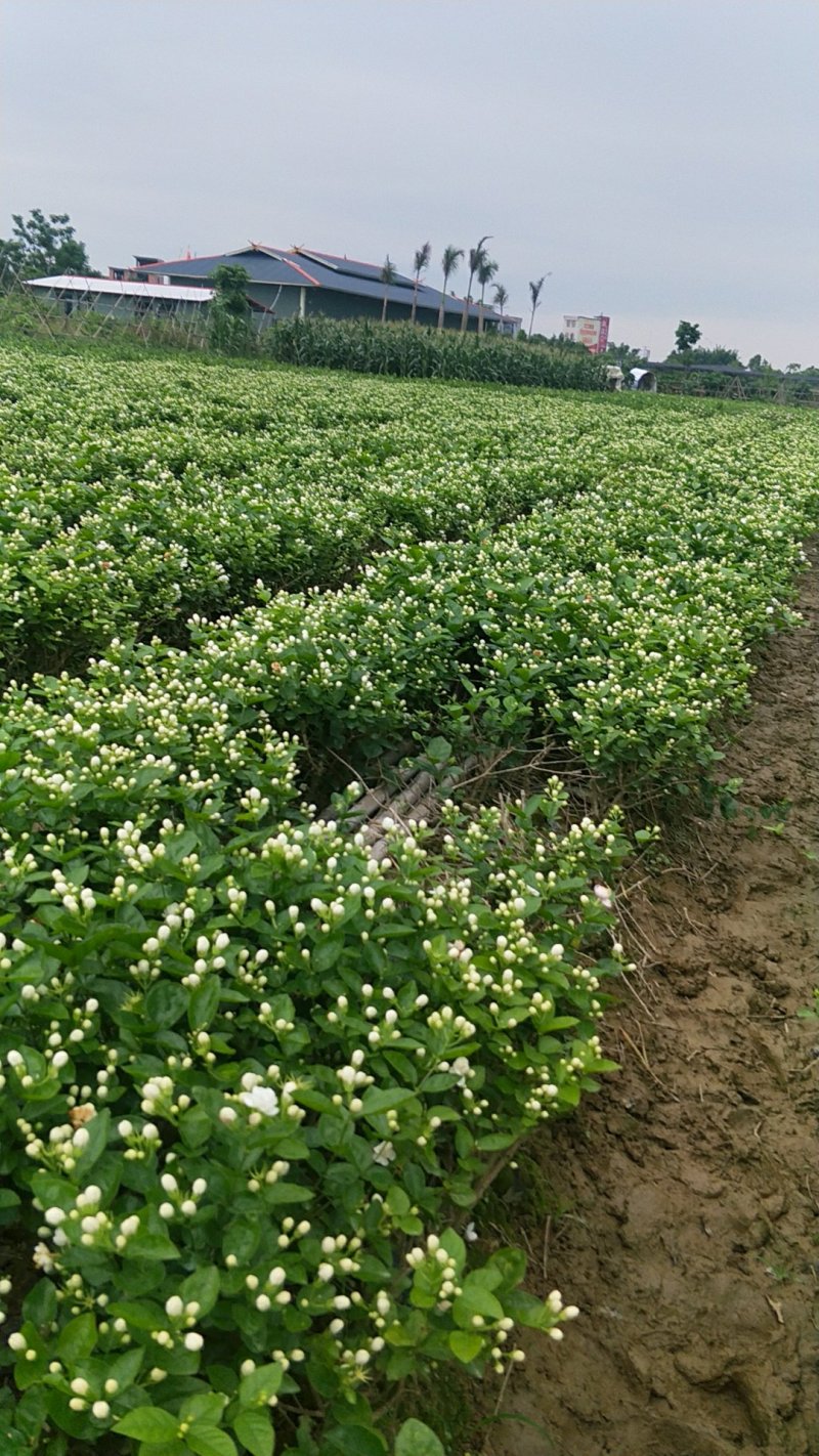 广西茉莉花苗1～4年，大量出售