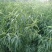 秋彤桃苗秋彤桃树苗自己嫁接0.7-3公分品种纯