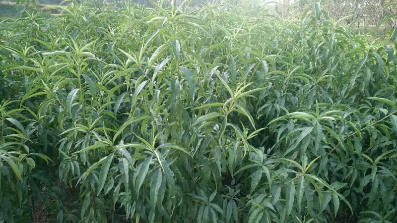 秋彤桃苗秋彤桃树苗自己嫁接0.7-3公分品种纯