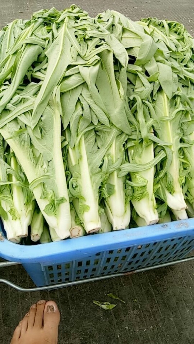生姜，苦麦菜
