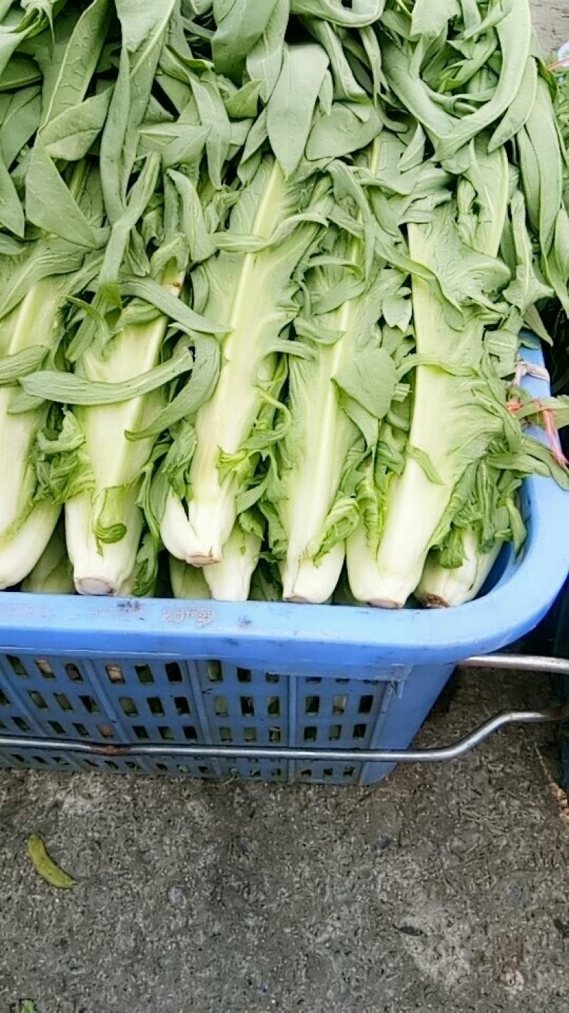 生姜，苦麦菜