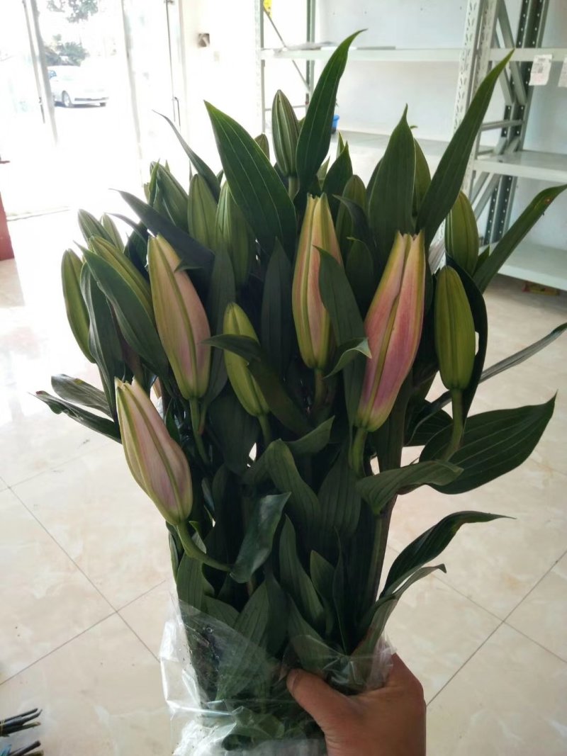 百合