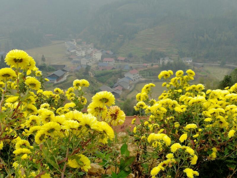 一级金丝皇菊