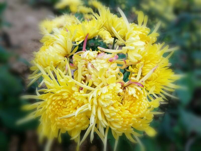 一级金丝皇菊