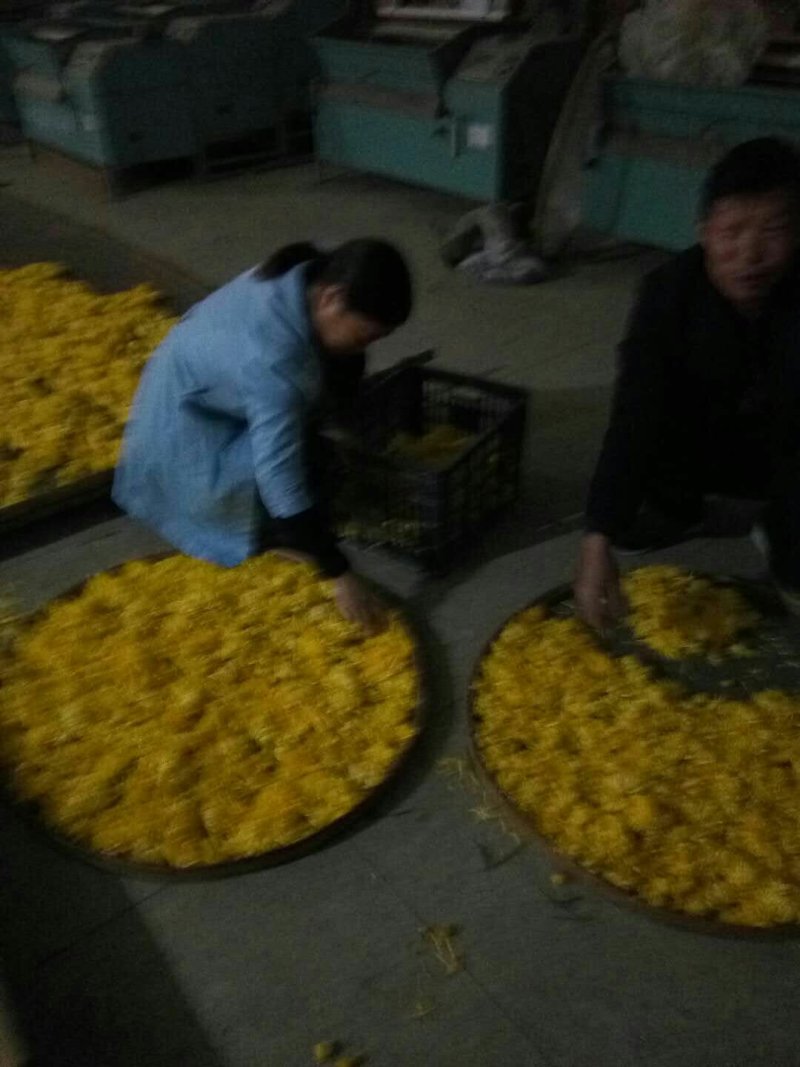 一级金丝皇菊