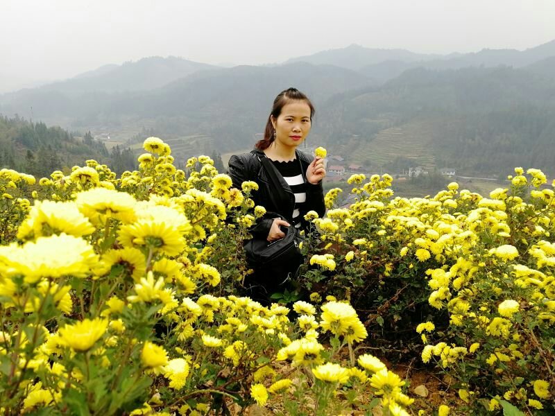 一级金丝皇菊