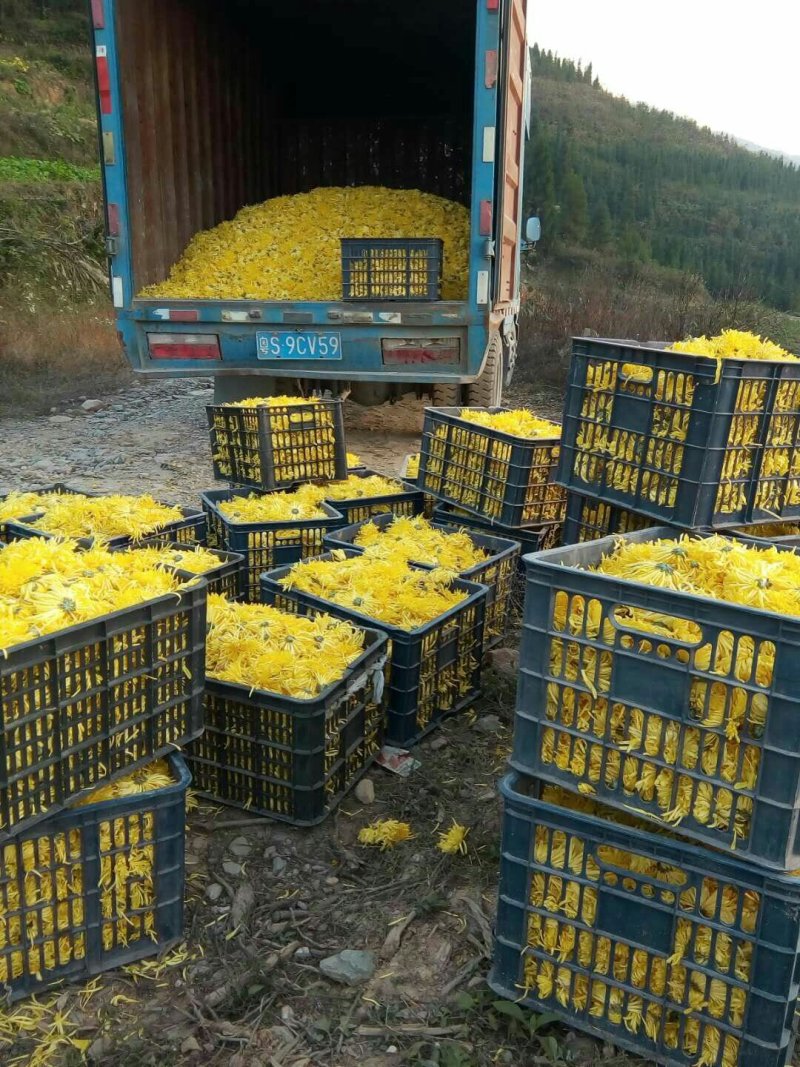 一级金丝皇菊