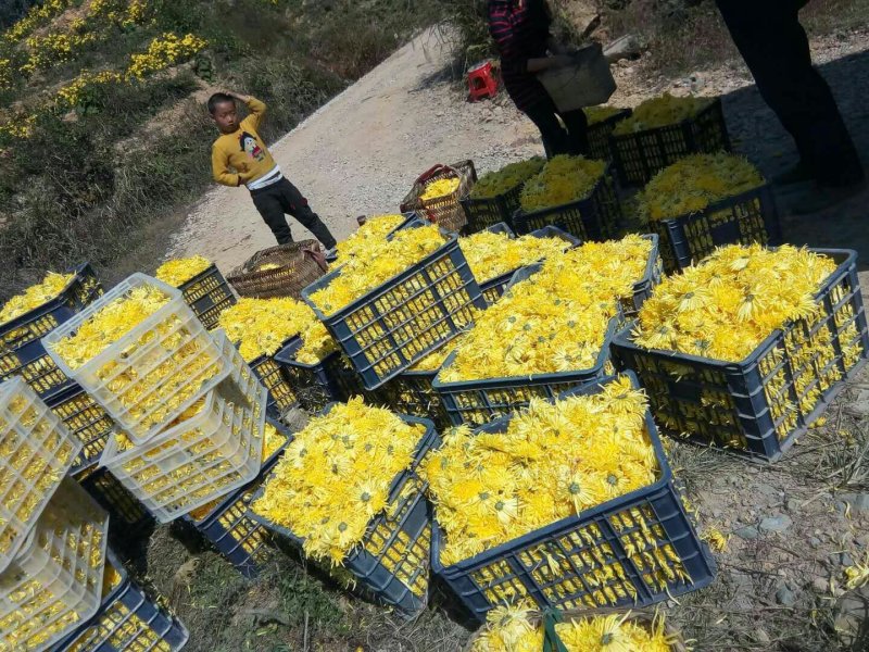 一级金丝皇菊