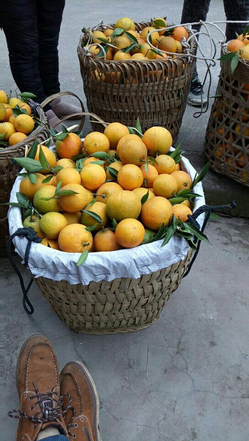 开州挤橙