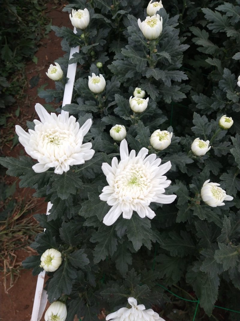 神马菊花