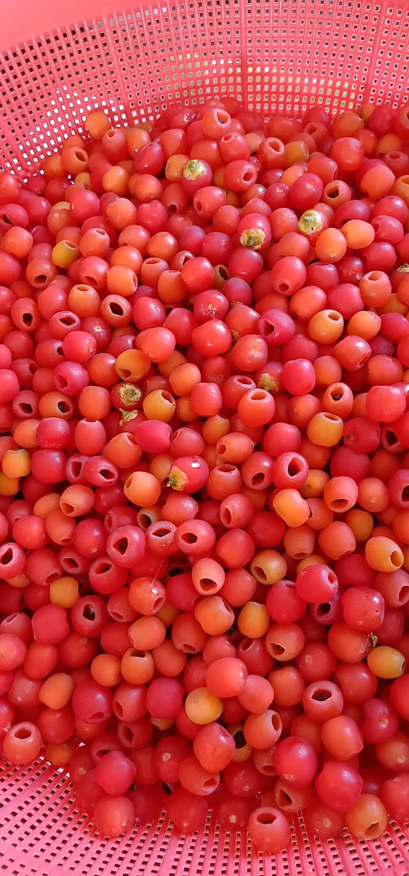 红豆杉鲜果