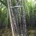 黑皮甘蔗