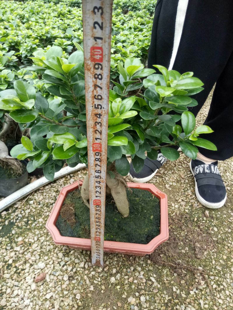 人参榕福建漳州基地种植