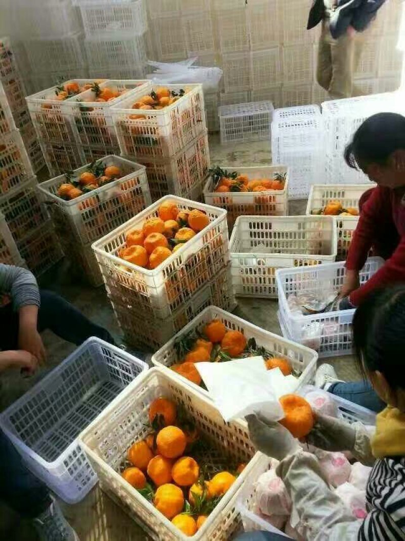 专业代收，宾川晚芦椪柑，沃柑，橙子