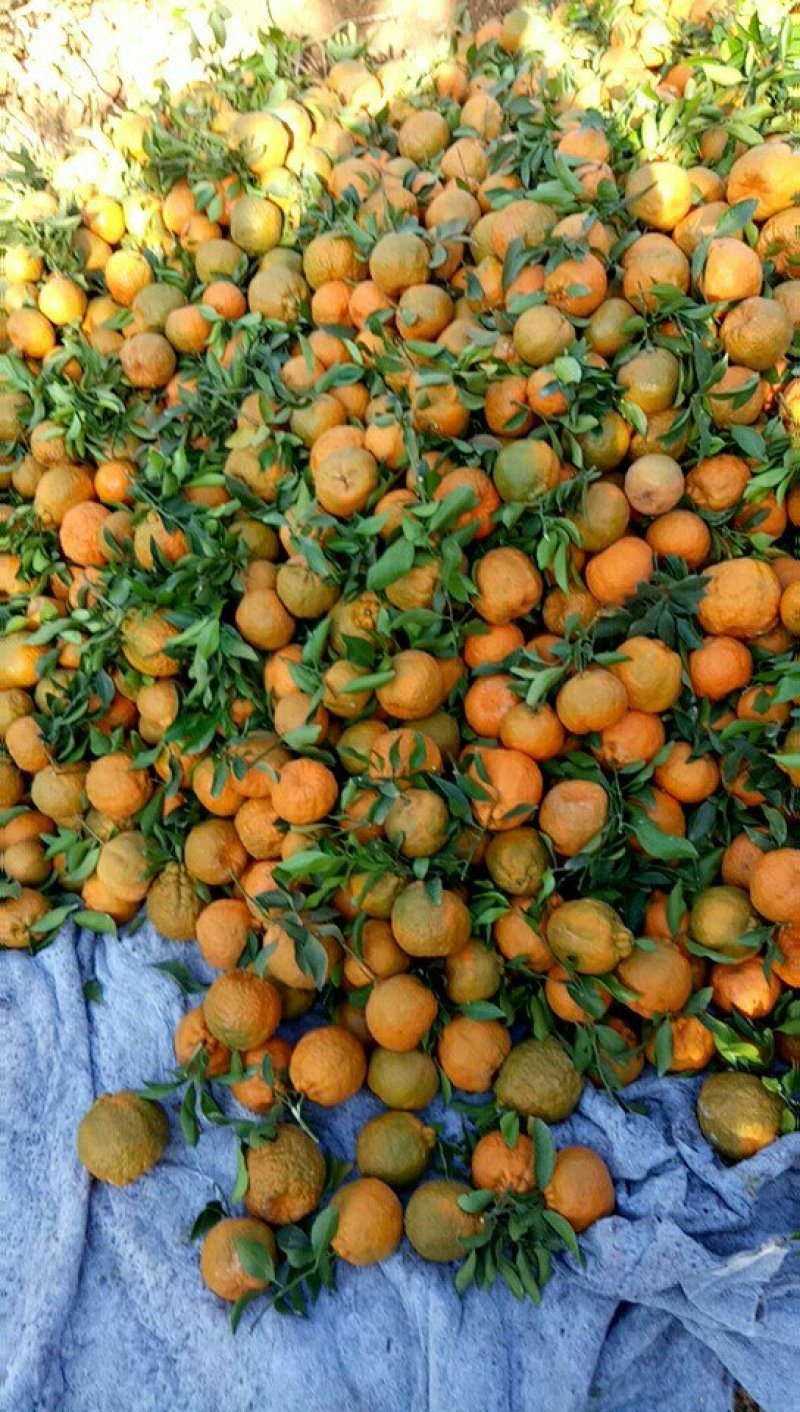 专业代收，宾川晚芦椪柑，沃柑，橙子