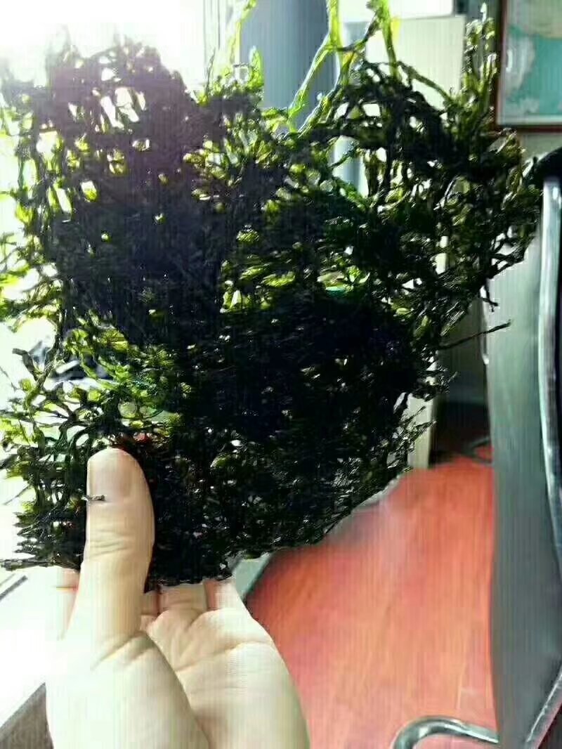 六鳌头水紫菜