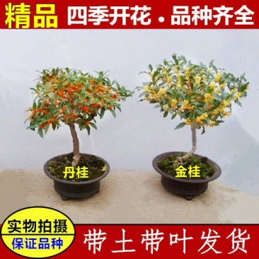 金桂，状元桂，丹桂，沉香桂，四季桂，各种规格的桂花