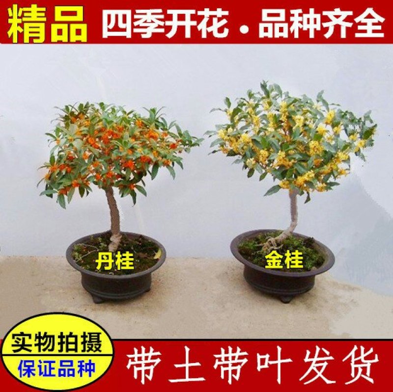 金桂，状元桂，丹桂，沉香桂，四季桂，各种规格的桂花