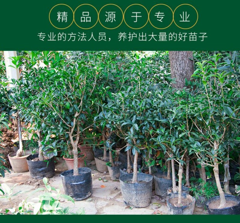 金桂，状元桂，丹桂，沉香桂，四季桂，各种规格的桂花