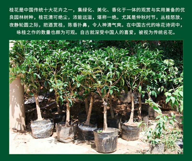 金桂，状元桂，丹桂，沉香桂，四季桂，各种规格的桂花