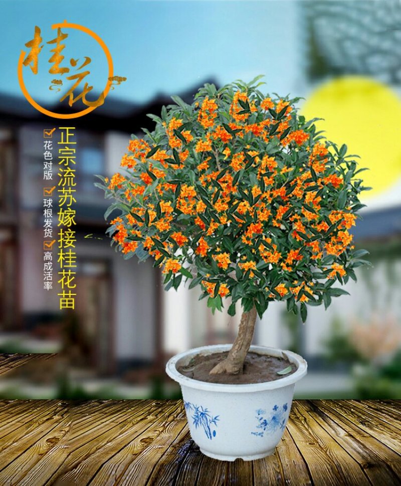 金桂，状元桂，丹桂，沉香桂，四季桂，各种规格的桂花