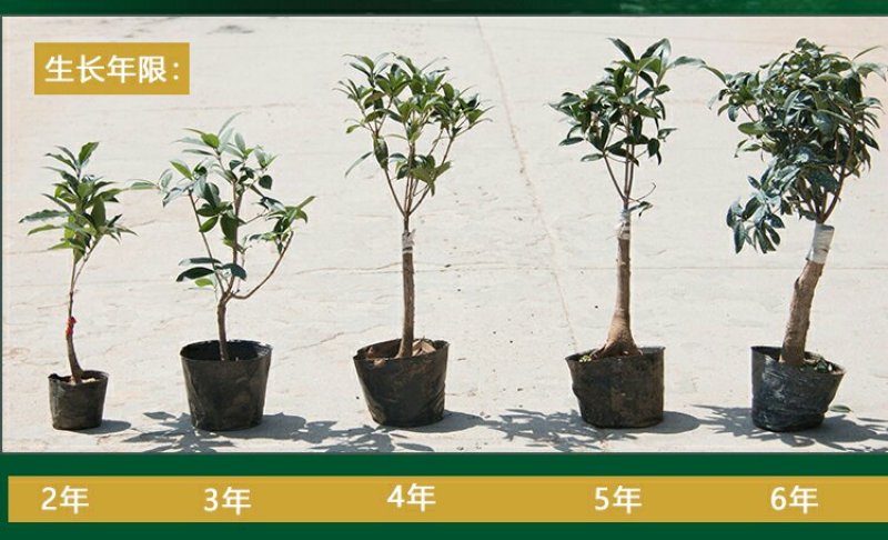 金桂，状元桂，丹桂，沉香桂，四季桂，各种规格的桂花