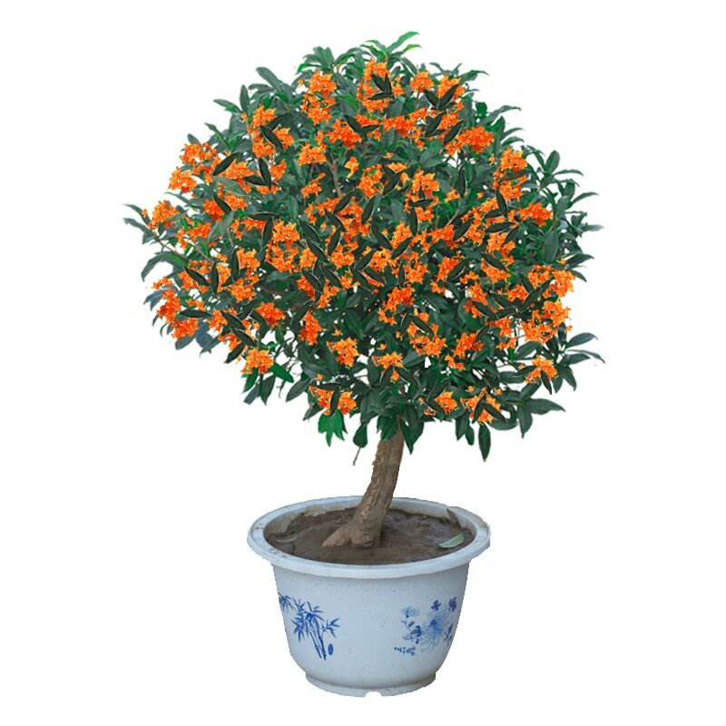 金桂，状元桂，丹桂，沉香桂，四季桂，各种规格的桂花