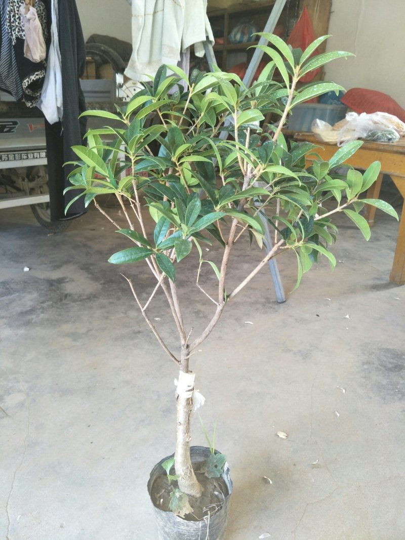 金桂，状元桂，丹桂，沉香桂，四季桂，各种规格的桂花