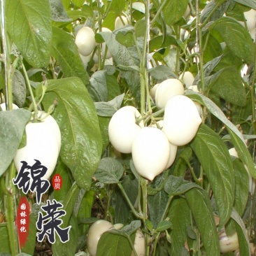人参果苗