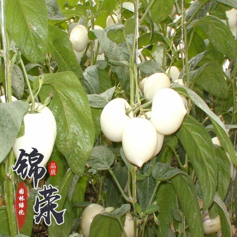 人参果苗
