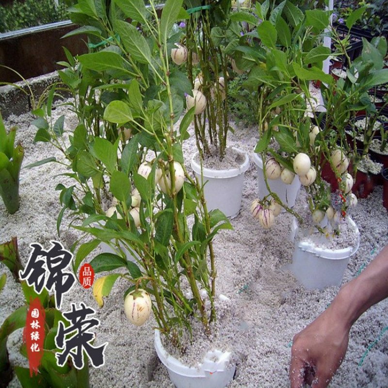人参果苗
