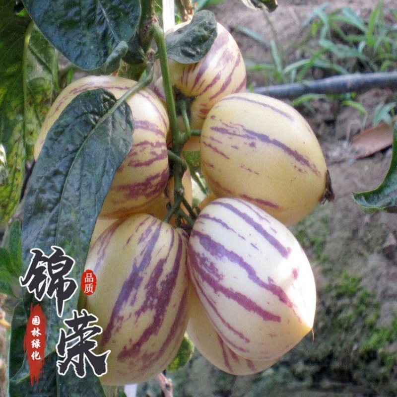 人参果苗