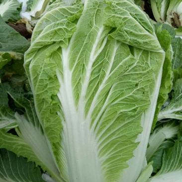 大白菜