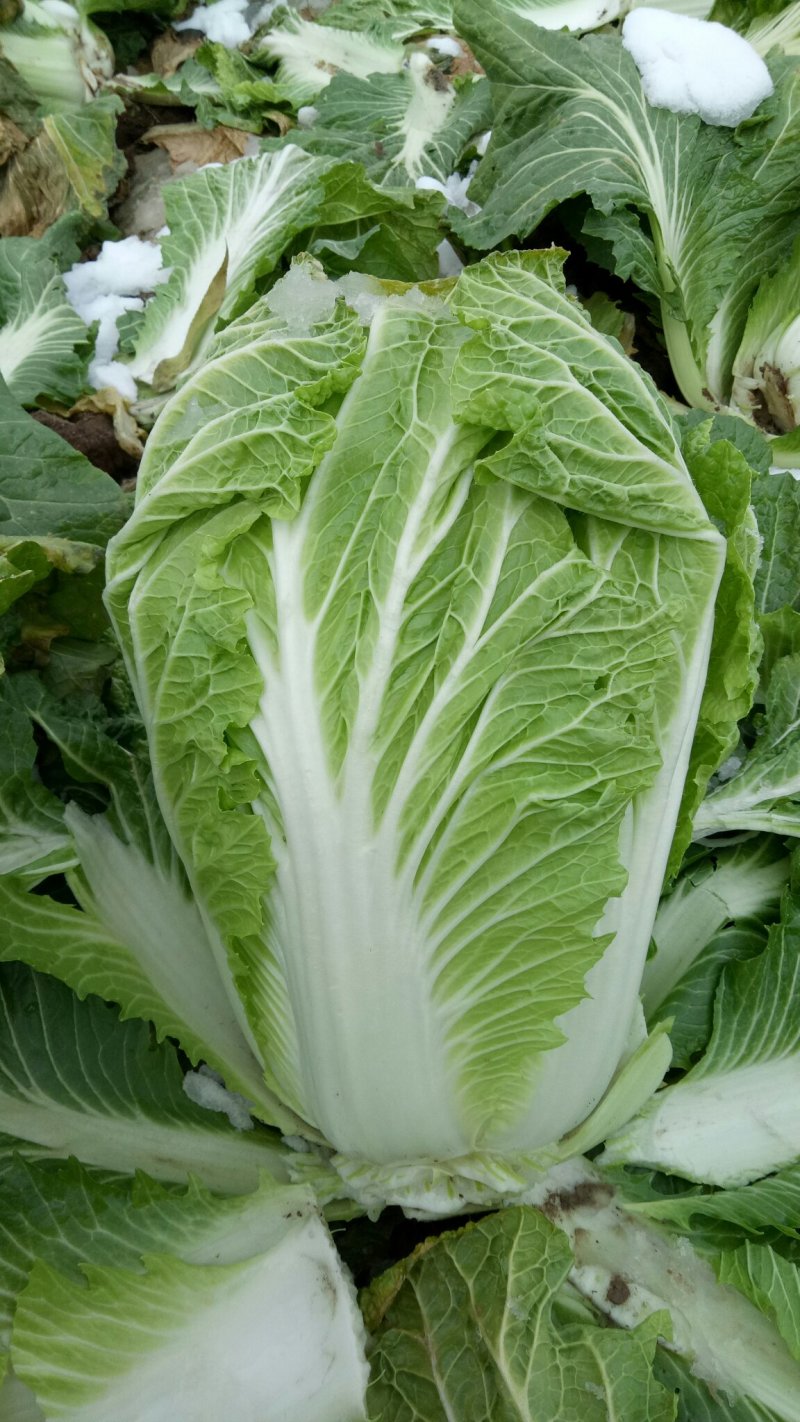 大白菜