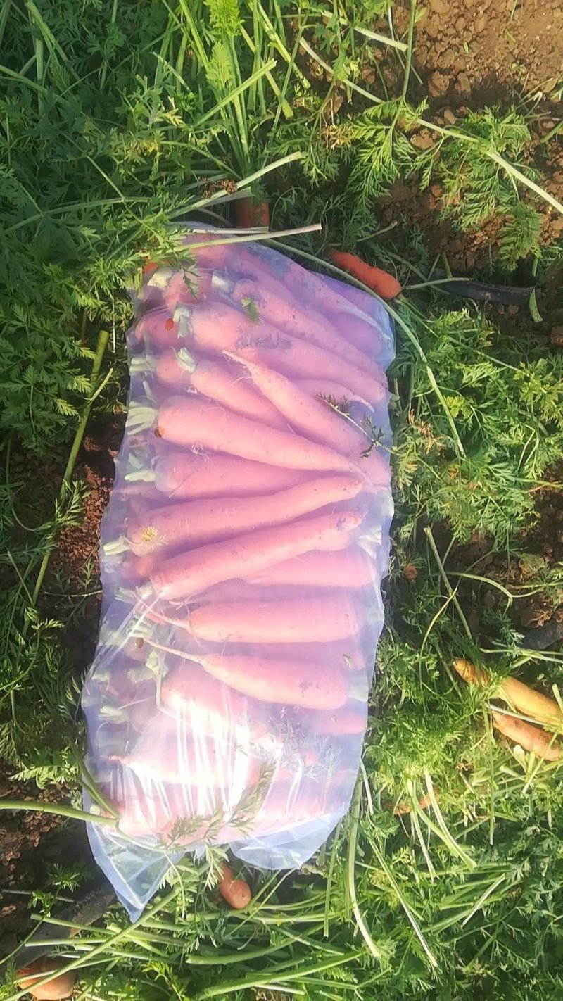 蔬菜