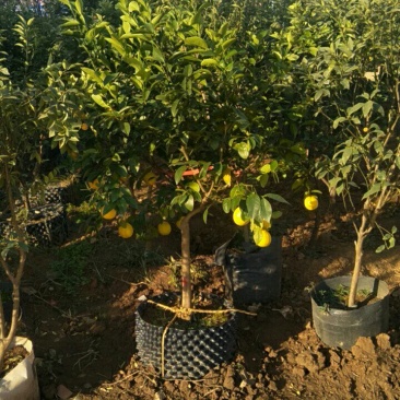 各种果树批发零售