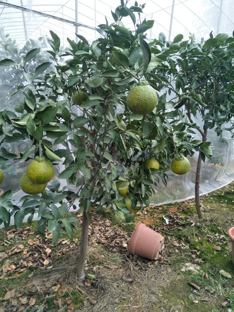 各种果树批发零售